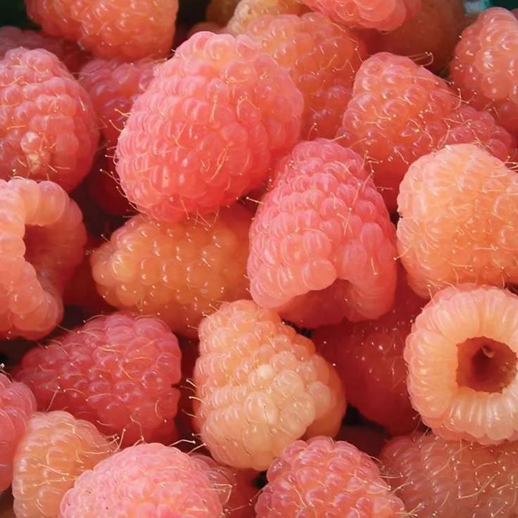 Garden's Bounty Freshness Ensemble